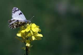 Da Oykls (Euchloe ausonia)
