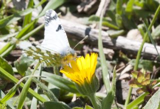 Da Oykls (Euchloe ausonia)