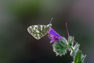 Da Oykls (Euchloe ausonia)