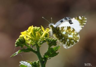 Da Oykls (Euchloe ausonia)