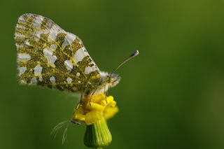 Da Oykls (Euchloe ausonia)