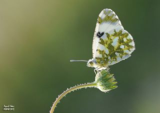 Da Oykls (Euchloe ausonia)