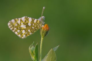 Da Oykls (Euchloe ausonia)