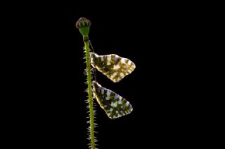 Da Oykls (Euchloe ausonia)