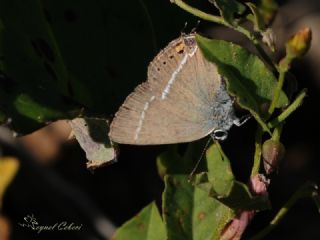 Gzel Sevbeni (Satyrium spini)