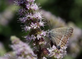 G�zel Sevbeni&nbsp;(Satyrium&nbsp;spini)