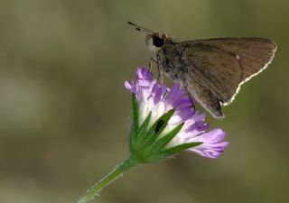 Beyaz illi Kara Zpzp (Pelopidas  thrax)