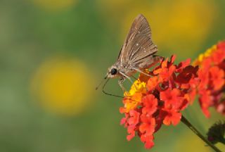 Beyaz illi Kara Zpzp (Pelopidas  thrax)