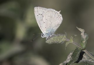 okgzl Dafnis (Polyommatus daphnis)