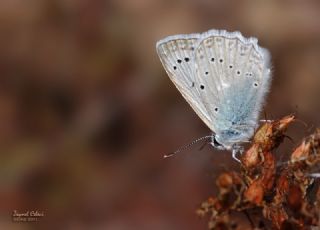 okgzl Dafnis (Polyommatus daphnis)