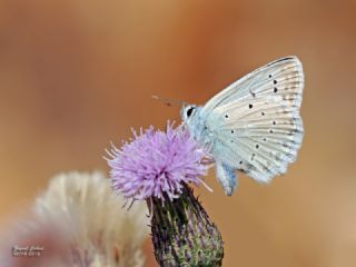 okgzl Dafnis (Polyommatus daphnis)
