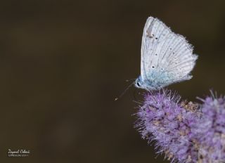 okgzl Dafnis (Polyommatus daphnis)