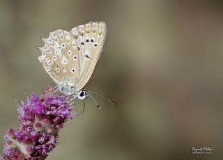 okgzl Dafnis (Polyommatus daphnis)