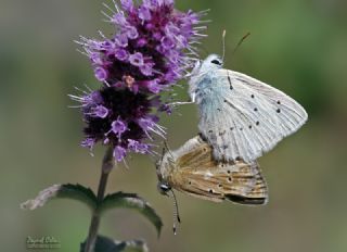 okgzl Dafnis (Polyommatus daphnis)