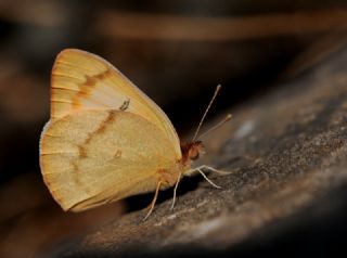 Mezopotamya Kolotisi (Colotis fausta)