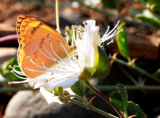 Mezopotamya Kolotisi (Colotis fausta)