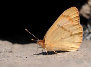 Mezopotamya Kolotisi (Colotis fausta)