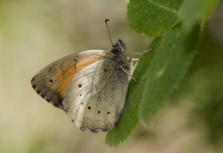 Kaya Esmeri (Kirinia clymene)