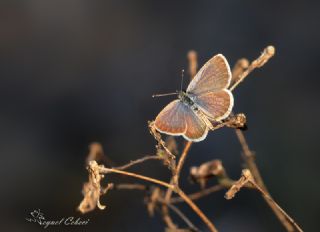 Karsandra (Zizeeria karsandra)