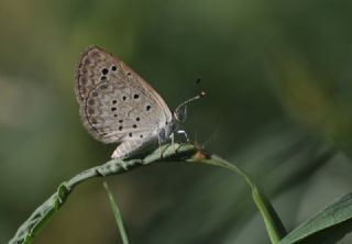 Karsandra (Zizeeria karsandra)