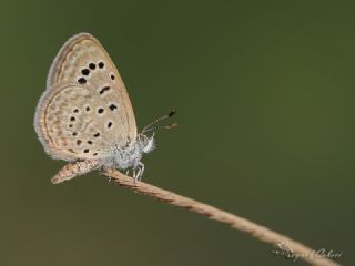 Karsandra (Zizeeria karsandra)