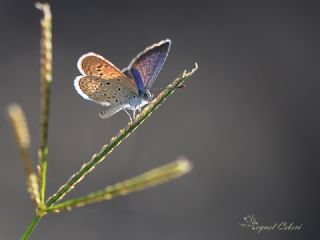 Karsandra (Zizeeria karsandra)