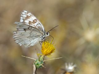 Anadolu Melikesi (Melanargia larissa)