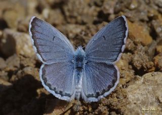 Himalaya Mavisi&nbsp;(Pseudophilotes&nbsp;vicrama)