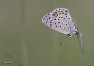 Himalaya Mavisi (Pseudophilotes vicrama)