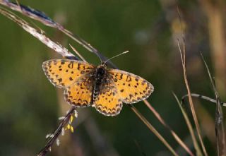 Gzel parhan (Melitaea trivia)