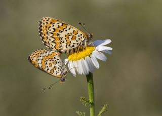 Gzel parhan (Melitaea syriaca)