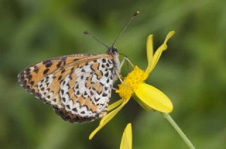 Gzel parhan (Melitaea trivia)