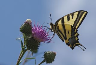 Kaplan Krlangkuyruk (Papilio alexanor)