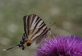 Erik Krlangkuyruk (Iphiclides podalirius)