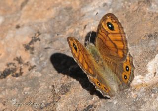 K���k Esmerboncuk&nbsp;(Lasiommata&nbsp;megera)