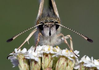 Zeytuni Zpzp (Pyrgus serratulae)