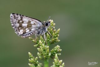 Zeytuni Zpzp (Pyrgus serratulae)