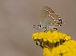 Sevbeni&nbsp;(Satyrium&nbsp;abdominalis)