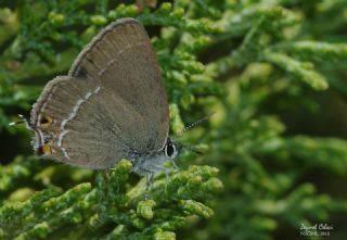 Sevbeni (Satyrium abdominalis)