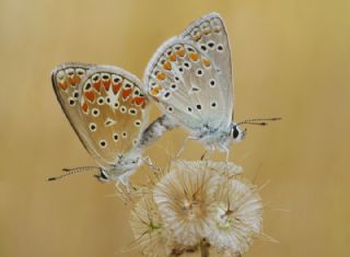 okgzl Mavi (Polyommatus icarus)