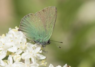 Zmrt (Callophrys rubi)