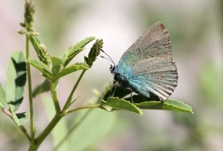 Zmrt (Callophrys rubi)