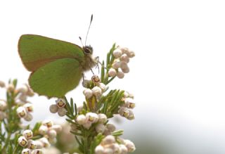 Zmrt (Callophrys rubi)