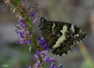 Kara Murat (Brintesia  circe)