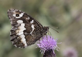 Kara Murat (Brintesia  circe)