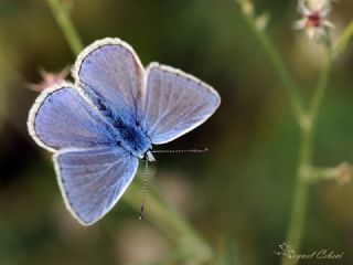 okgzl Meneke Mavisi (Polyommatus thersites)