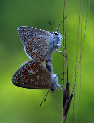 okgzl Meneke Mavisi (Polyommatus thersites)