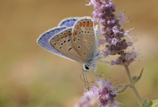 okgzl Meneke Mavisi (Polyommatus thersites)