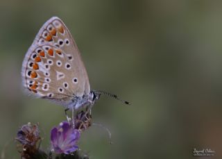 okgzl Meneke Mavisi (Polyommatus thersites)