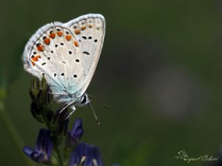okgzl Meneke Mavisi (Polyommatus thersites)